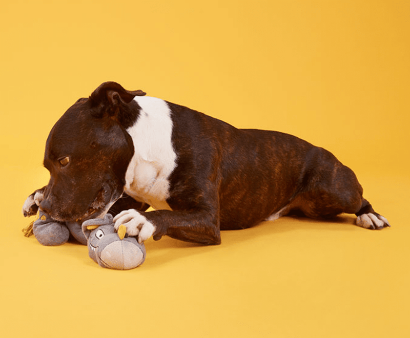 BARK Herbert the Herbivore Squeaky Ball & Rope Plush Dog Toy