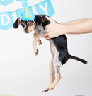 BARK The Party Farter Crinkle Plush Dog Toy