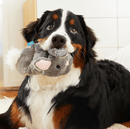 NEW! BARK Itty & Bitty the Bunny Slippers 2 Pack Squeaky Dog Toys