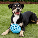JW Pet Hol-ee Football Dog Toy: 4 Sizes, Choose Your Color