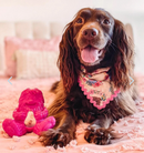 Yeti Dog Yak Cheese Chew Puff & Play Dog Chew Treat Dispenser: Hangry Yeti Blue or Pink