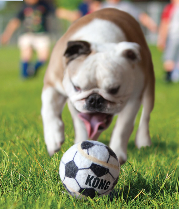 KONG Sport Balls Dog Fetch Toys: Medium