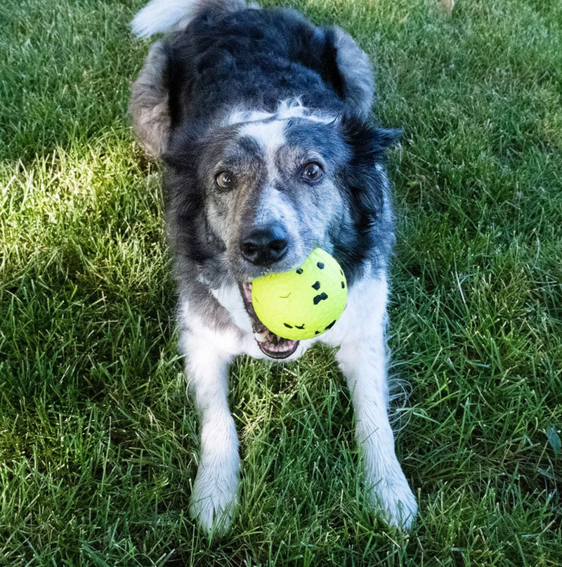 KONG Reflex Ball Dog Toy / Floats: 2 Sizes CHEAPER THAN CHEWY