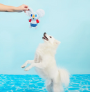 $2 OFF! BARK Kiddie Pool Koala Squeaky & Crinkly Dog Toy