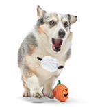 $3 OFF! BARK Peanuts Snoopy & Charlie Brown Pumpkin Heads 2 Pack XS-S