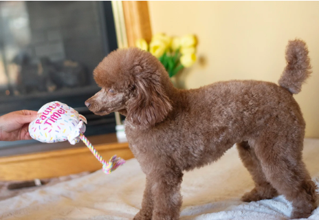 ThoozyPet Pawty Time Plush Balloon Crinkle & Squeak Dog Toy with Rope 7"
