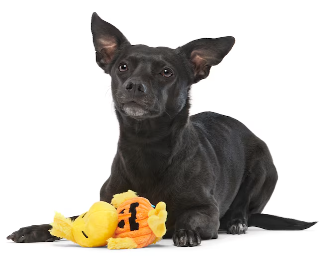 $3 OFF! BARK Peanuts Woodstock Pumpkin Halloween Plush Dog Toys XS-S