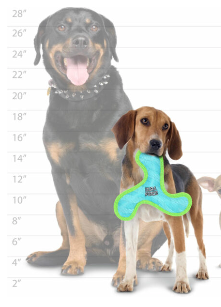 DuraForce Jr. Boomerang with 3 Squeakers: 4 Colors