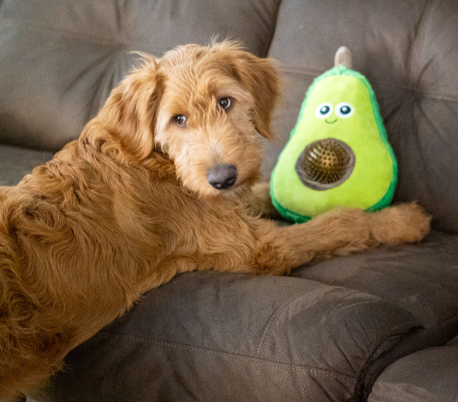 ThoozyPet Avocado Plush Squeaky Dog Toy with Spiky Ball Squeaker: 11"