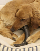 WILD EATS Water Buffalo Horn: Medium, Large, XLarge Dogs