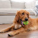 Outward Hound Grunt N Punt Squeaky Tennis Ball Dog Toy 3.5"