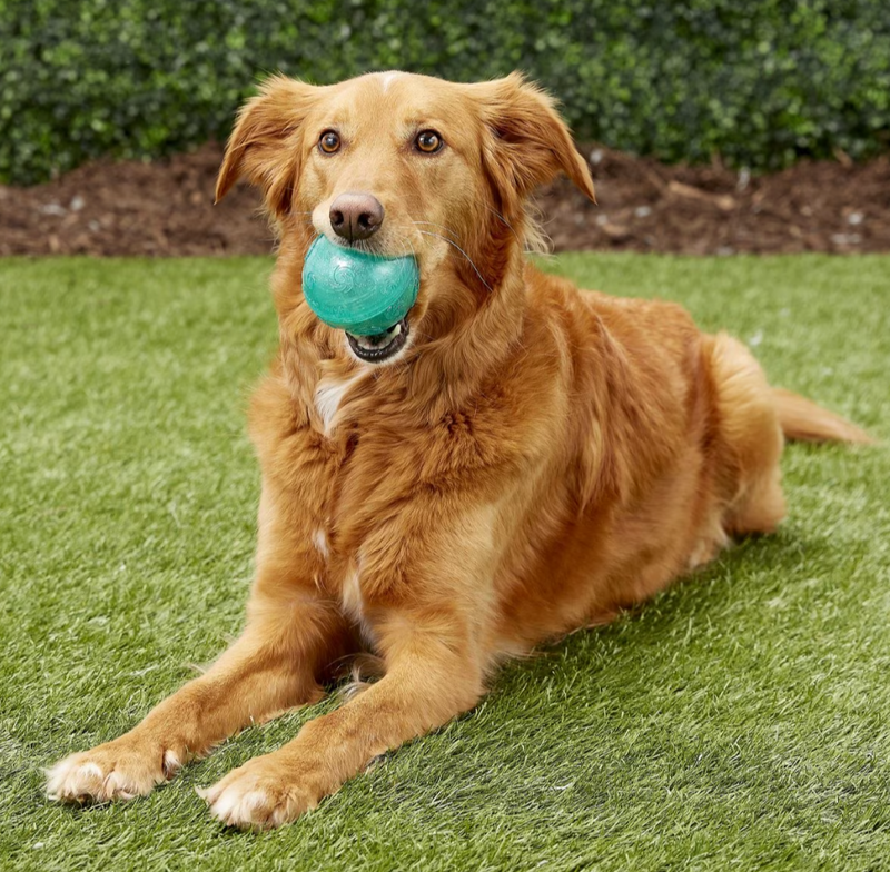 Kong Squeezz Crackle Ball: Quiet Chewing / Choose Your Color