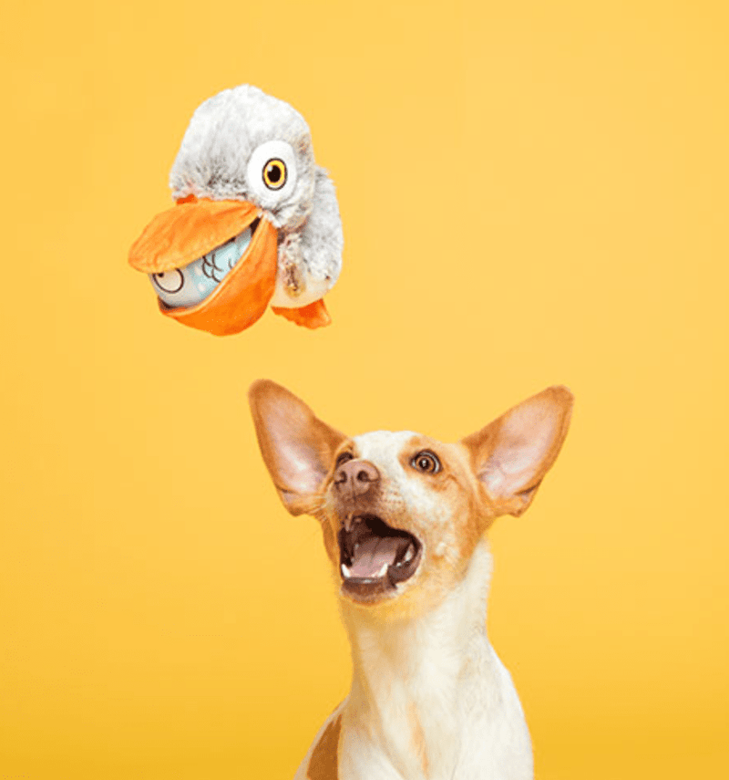 BARK Big Bill & Beak-A-Boo Fish Muti-Part Dog Toy