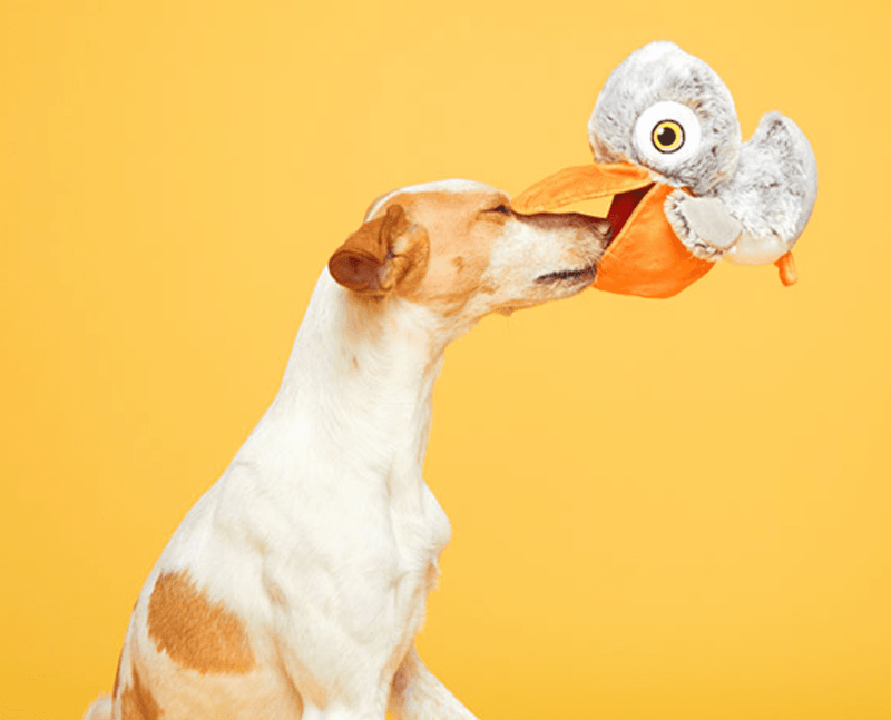 BARK Big Bill & Beak-A-Boo Fish Muti-Part Dog Toy