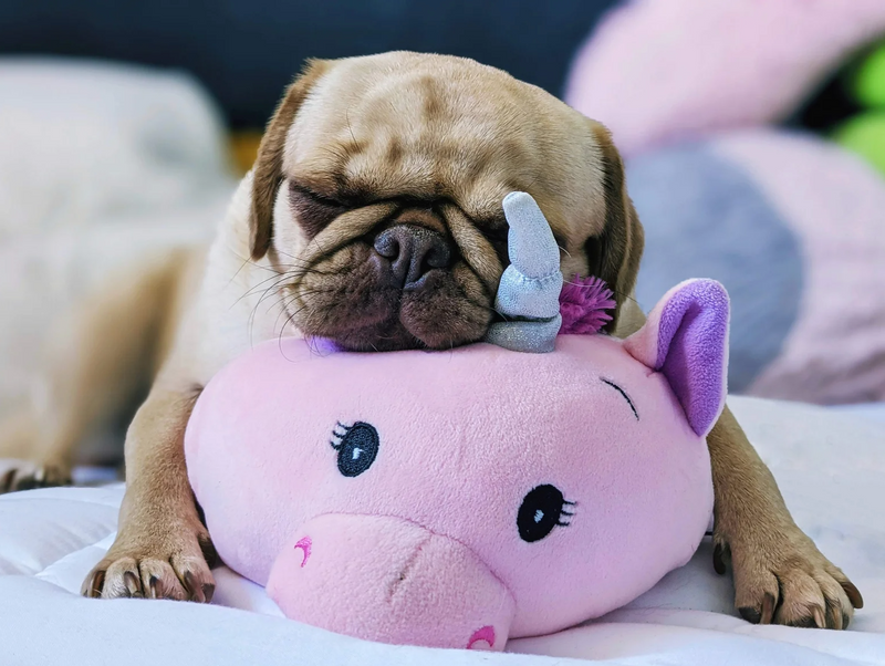 Extra Large Squishy Cuddlers Super Soft Plush Dog Toys: Squeak & NO Squeak