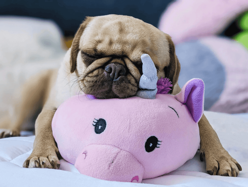 Small Squishy Cuddlers Super Soft Plush Dog Toys: Squeak & NO Squeak