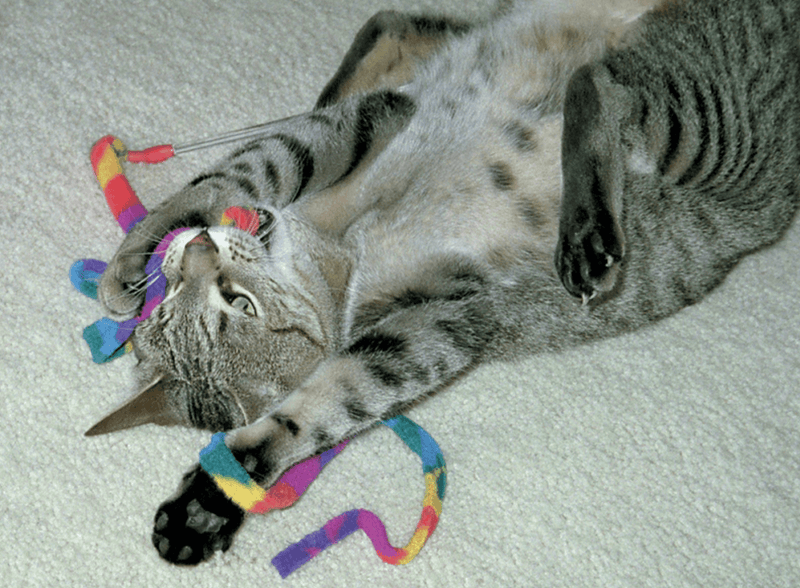 Cat Dancer Cat Charmer Toy