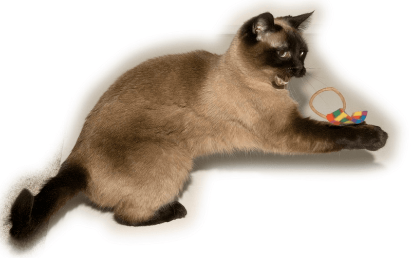 Cat Dancer Whisker Chaser Cat Toy – 2 Pack