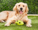 SAVE $5! Nerf Pet Nerf Dog Crunch & Squeak Football Dog Toy | CHEAPER THAN CHEWY