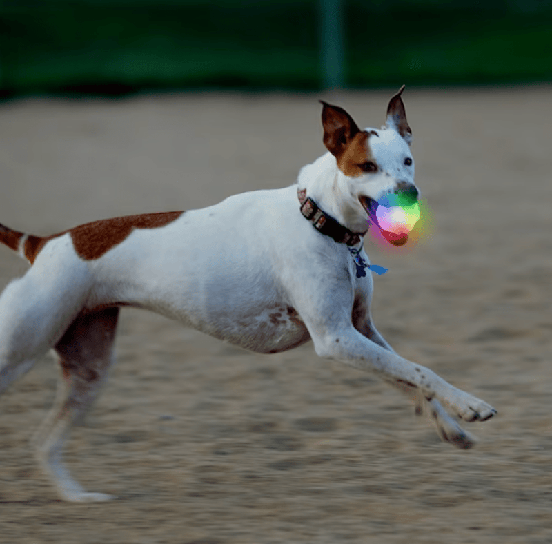 25% OFF! Nite Ize GlowStreak Wild LED Ball-Disc-O Dog Toy