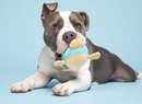 $1 OFF! BARK Wallace Walrus Dog Toy * Spiky Squeaker Ball Inside