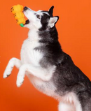 SAVE $1! PetShop by Fringe Studio Go Big or Gourd Home Latex Dog Chew Toy