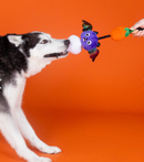 SAVE $1! PetShop by Fringe Studio Literally Dead Cute Plush & Rope Squeaky Dog Toy