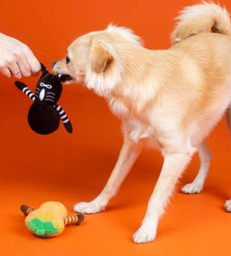 PetShop by Fringe Studio Oh My Gourd Plush Squeak & Crinkle Dog Toy 2 Pack