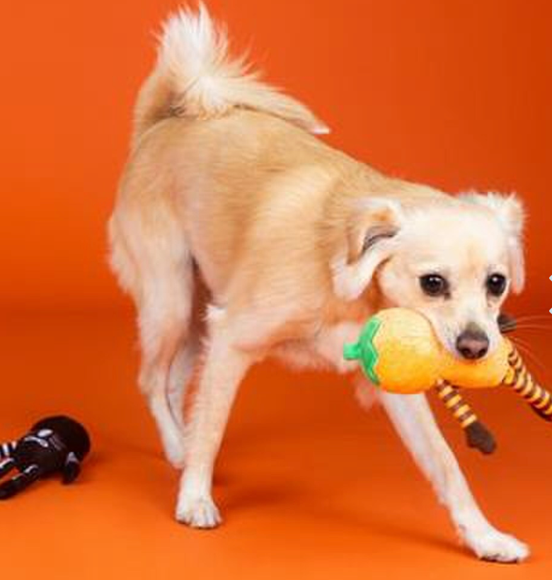 PetShop by Fringe Studio Oh My Gourd Plush Squeak & Crinkle Dog Toy 2 Pack