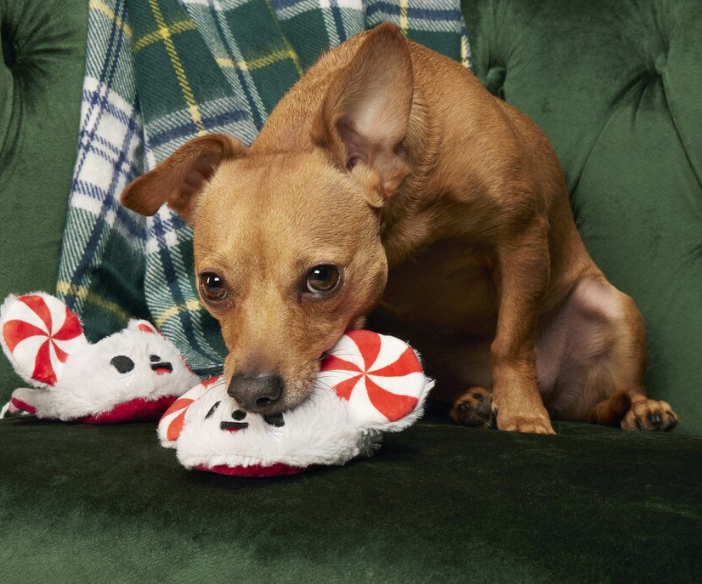 BARK Peppermice Slippies Plush Dog Toy 2 Pack: Small Dogs