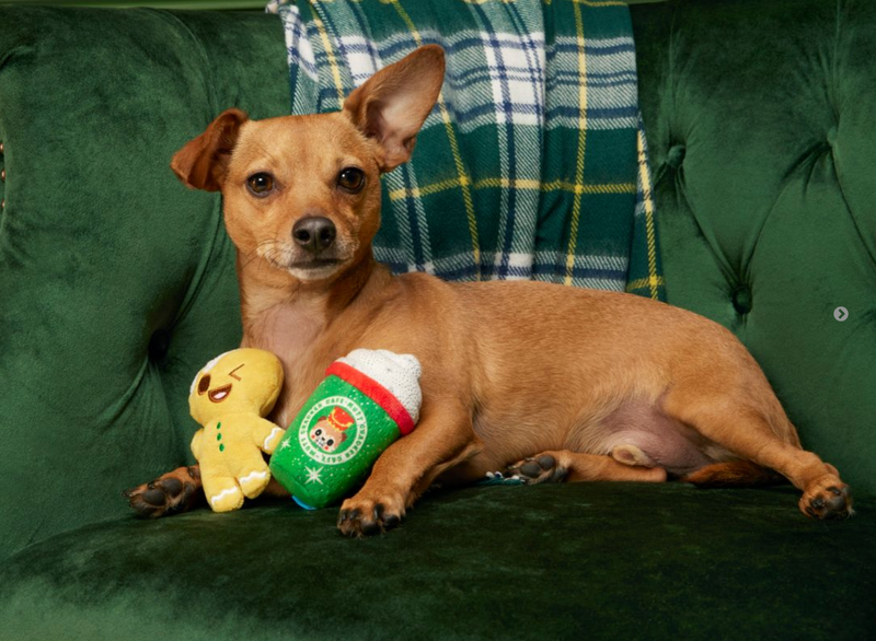 BARK Ginger Boy Brew Plush Dog Toy 2 Piece Set: Small Dogs