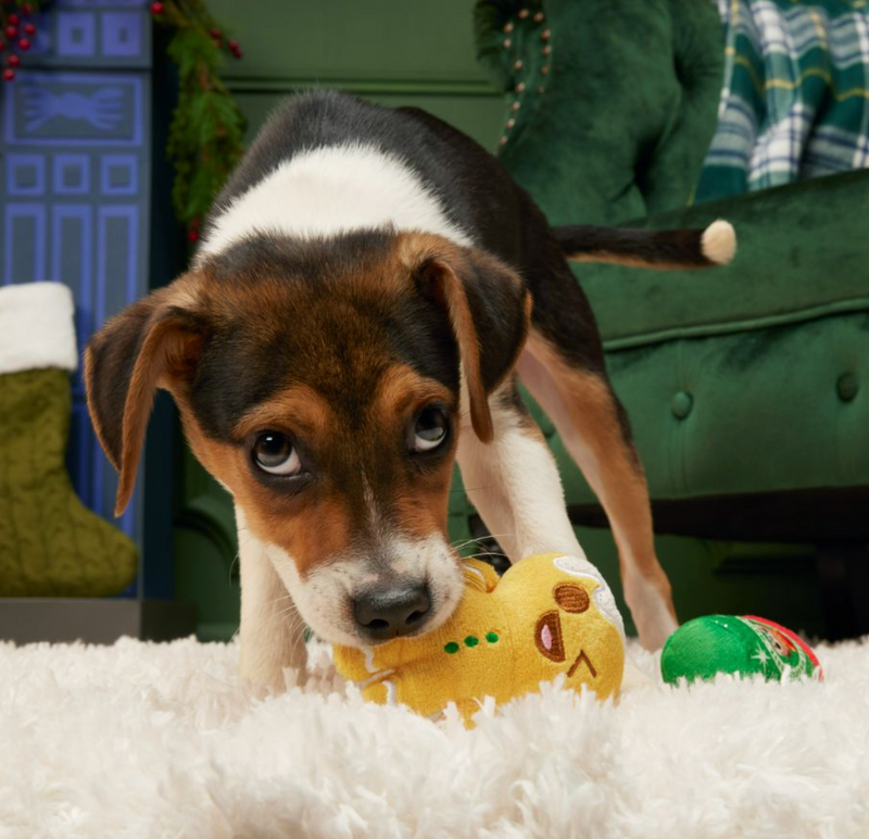 30 OFF BARK Ginger Boy Brew Plush Dog Toy 2 Piece Set Small Dogs