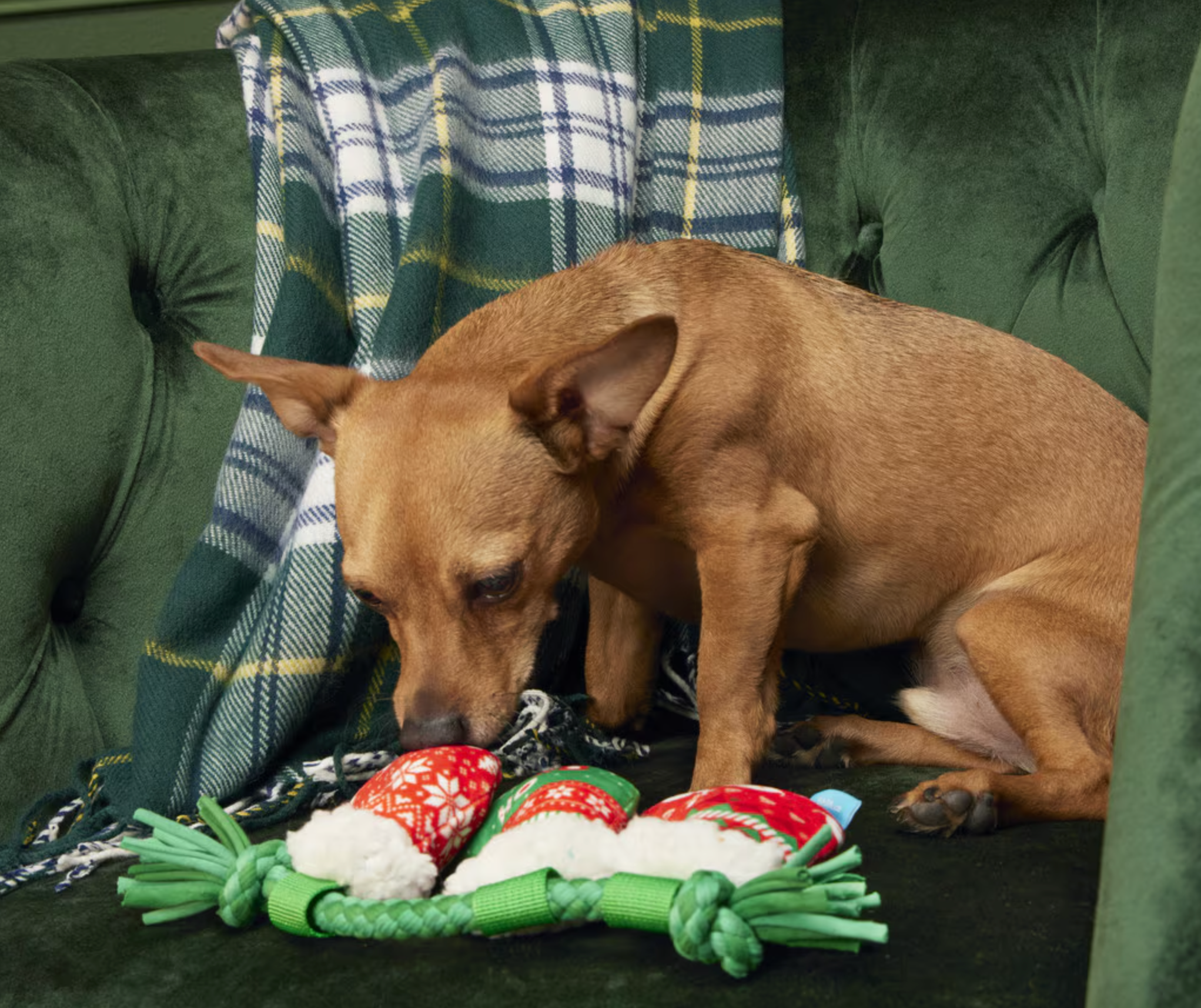 BARK Stocking Tuggers Plush Squeak & Crinkle Dog Toy for Extra Small & Small Dogs