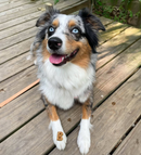 Bocce's Bakery Mud Pie Oh My Soft & Chewy Dog Treats