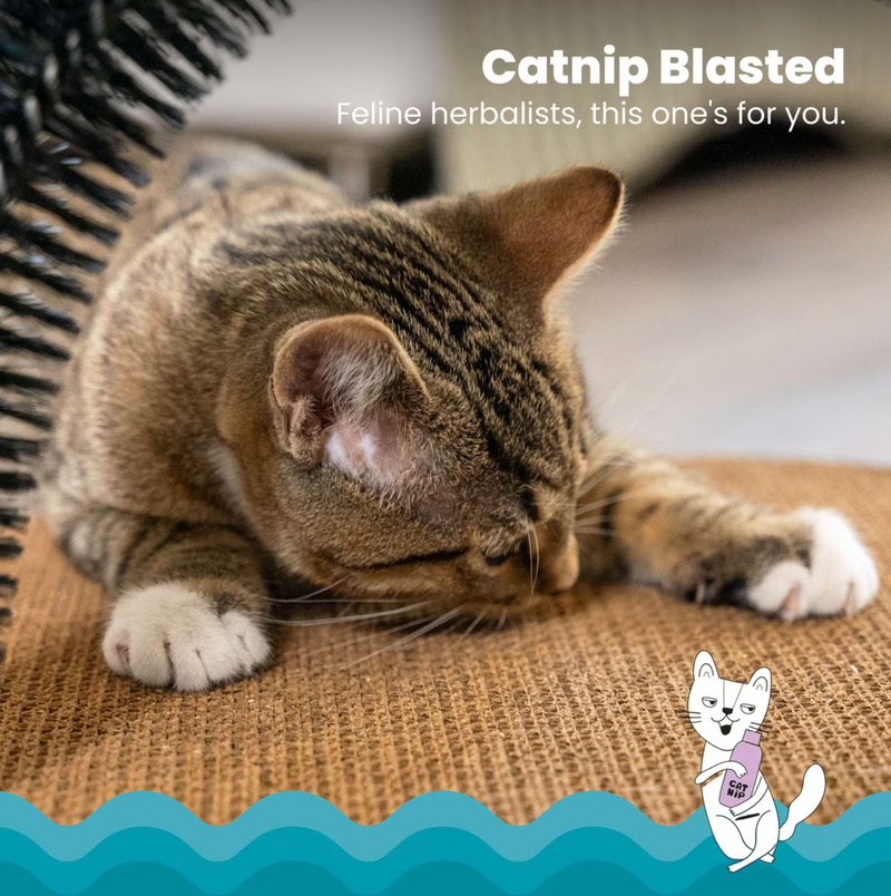 $2 OFF!  Catstages Scratch & Groom Scratch Pad & Grooming Brush Cat Toy With Catnip