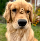 Bocce's Bakery Soft & Chewy Salmon Recipe Dog Treats