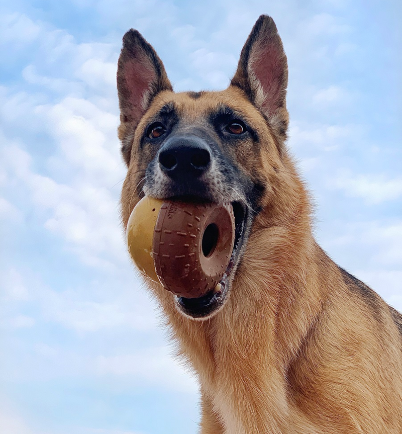 BARK Super Chewer Treat-Dispensing Acornucopia Dog Toy Large CHEAPER THAN CHEWY