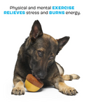 BARK Super Chewer Treat-Dispensing Acornucopia Dog Toy Large CHEAPER THAN CHEWY