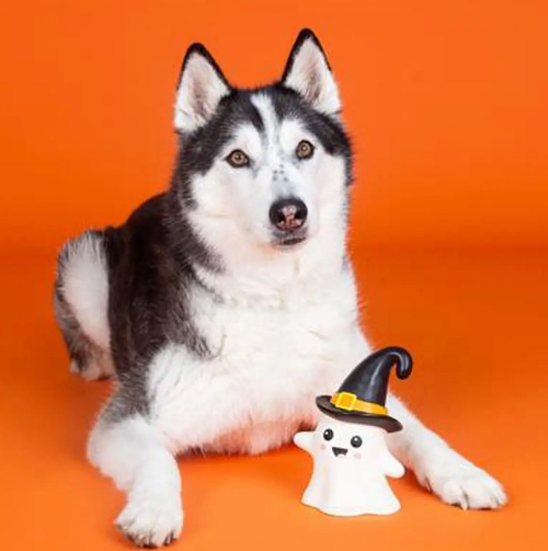 PetShop by Fringe Studio One Wicked Ghost Dog Chew Toy