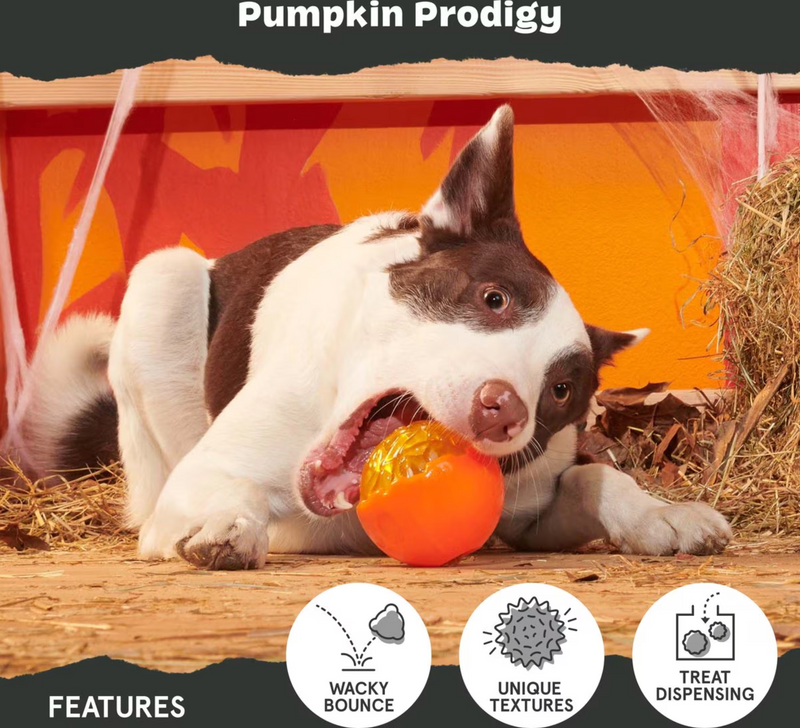 BARK Pumpkin Prodigy Super Chewer Dog Toy: Treat Dispensing