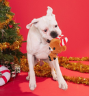 BARK Felix Navidad Squeaky & Crinkly Dog Toy