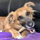 SodaPup Nylon Honey Bone Ultra Durable Dog Chew Small & Large