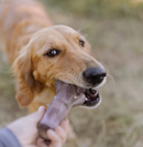 BARK Super Chewer Fall Fetch Stick Tough Dog Chew Toy CHEAPER THAN CHEWY