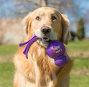 KONG Classic Wubba Dog Tug Toy, 3 Colors, 2 Sizes