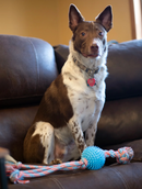 ThoozyPet Squid Tails Tug Rope Dog Toy with TPR Spike Ball 22", 3 Colors