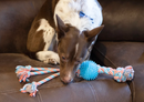 ThoozyPet Squid Tails Tug Rope Dog Toy with TPR Spike Ball 22", 3 Colors