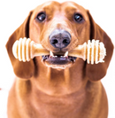 SodaPup Nylon Honey Bone Ultra Durable Dog Chew Small & Large