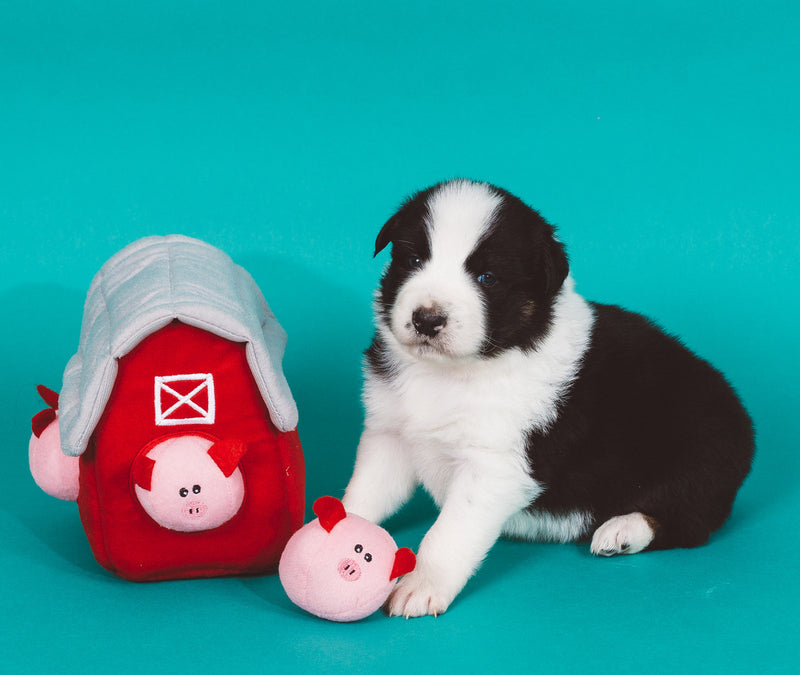 $3 OFF! ZippyPaws Zippy Burrow Pig Barn Dog Toy