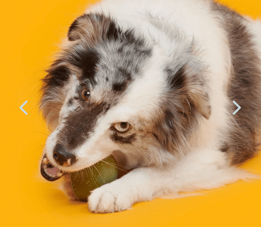 BARK Avocadoggo Super Chewer Dog Toy