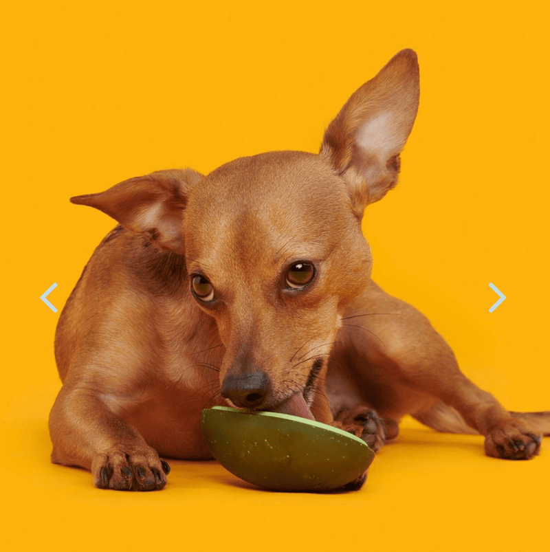 BARK Avocadoggo Super Chewer Dog Toy - Glad Dogs Nation | ALL Profits Donated